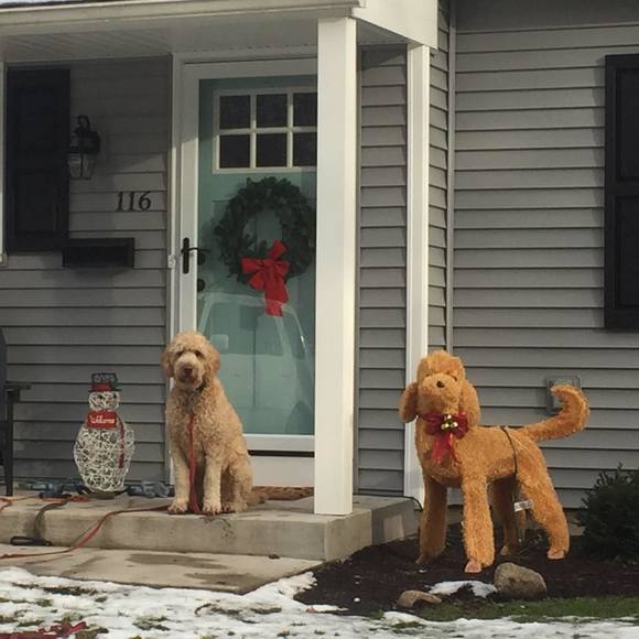 Meet your Posher, Sheila - Picture 1 of 1